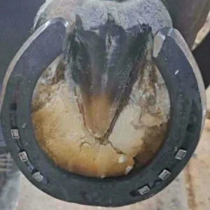 horse farrier 