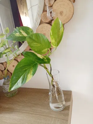 عبد الوهاب صغير حجم