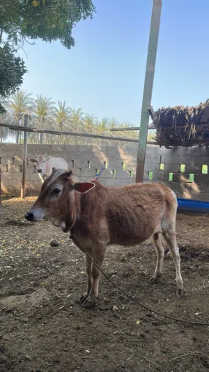 للبيع عجل مطعوم