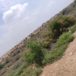 علي الشويلي 