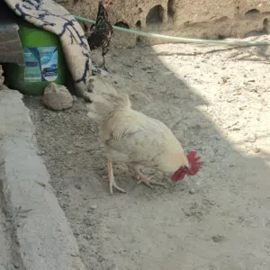 ديوك العدد 2
