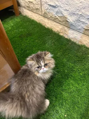 شانشيلا بيكي فيس لون مميز مع كامل طعوماته هادي ومحب للماء سهل في الاستحمام مدينة طولكرم او رام الله