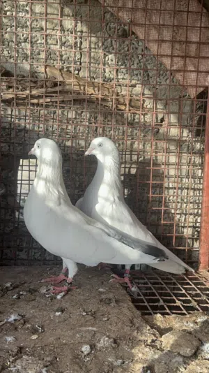 للبيع زوج كال دمبا مع محاكر و قفص