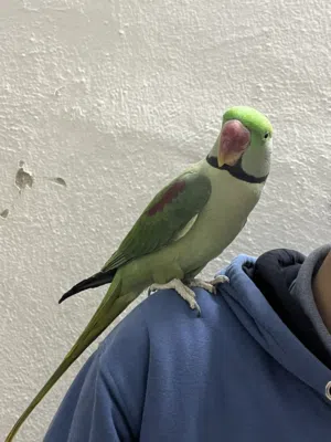 دره ذكره نبالي