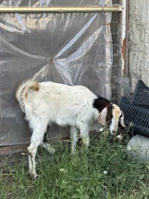 صخل قطري عمر سنة للبيع