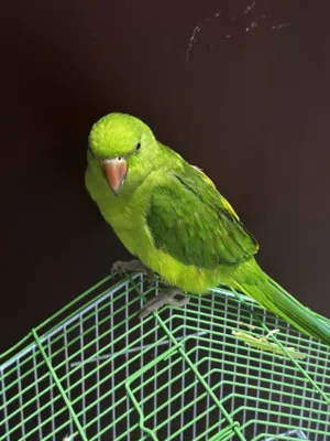 Very active parrot
