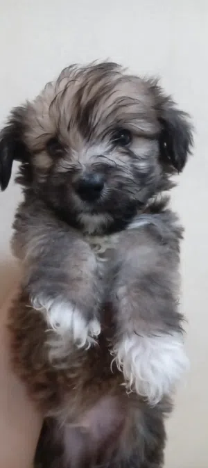 Maltese puppy for sale