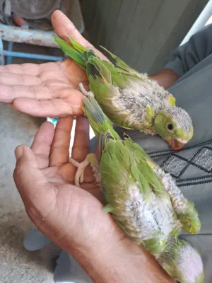 دره هندي افراخ مثل ماواضحات بصوره سعر تك 85