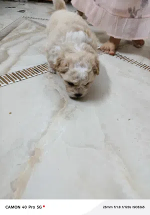 خليط مالتيز