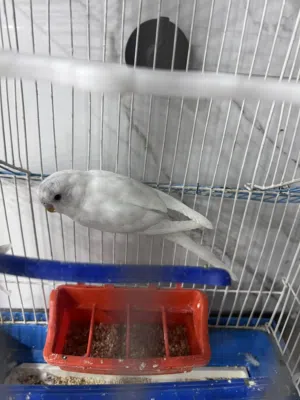 أربعة عصافير حب نخل كل اثنين لحال شغلات 100 100