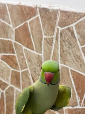 ببغاء للبيع