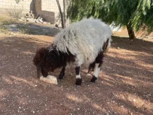 عبور للبيع عمان