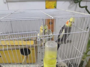 طيور كوكتيل زوج للبيع
