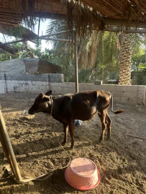عجل نمساوي
