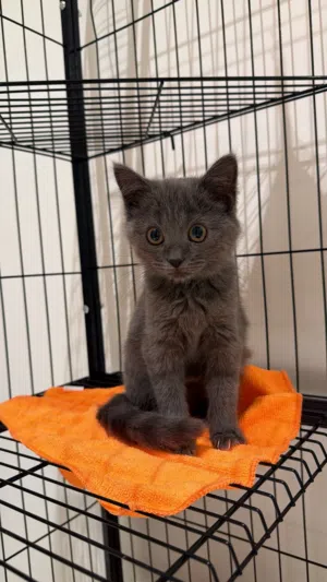 قطة برتش شورت هير صغيره