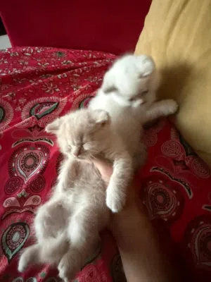 Scottish fold and straight mixed kittens