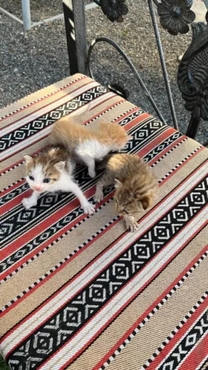 قطط هجين شيرازي لتبني