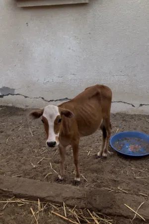 اللبيع عجله امكان عمره أربعة اشهر او خمسه كذاك