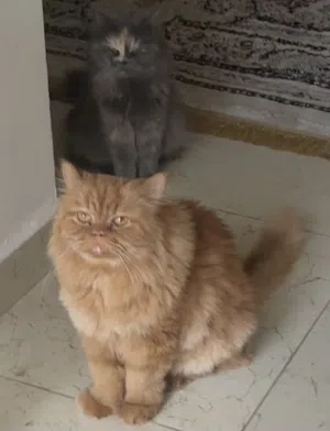 سكاي و براوني للتبني