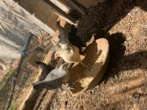 المكان الزاهراء ورشفانه