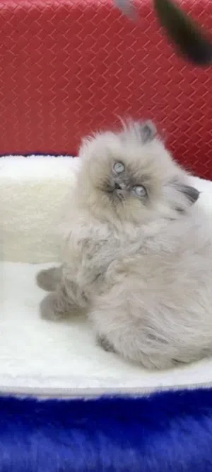 قطه للبيع همالايا