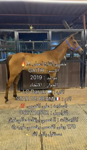 خصي انتاج اعمار