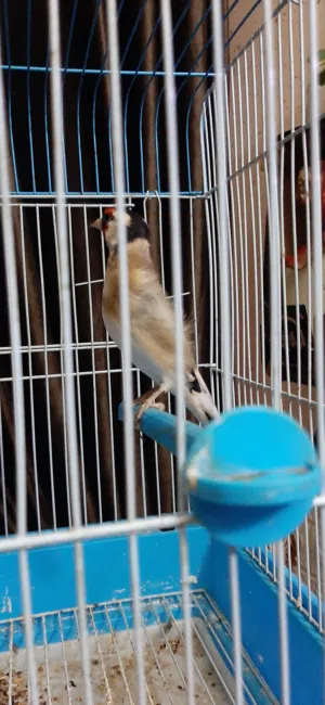 حسون  فرخ عش  طير حب رفيع  حلو