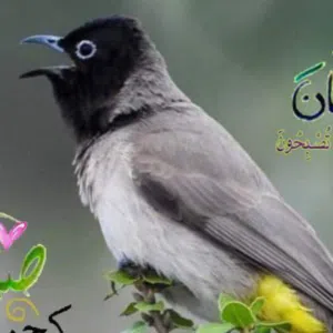 البصراوي 