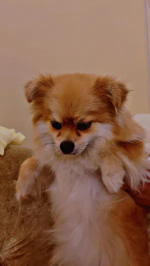 كلبه بومرينيان جميله ونشيطه