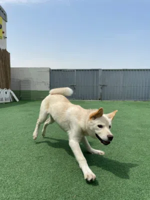Mix 6 month old Golden Retriever for adoption