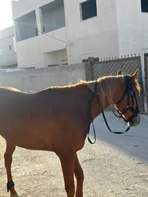 حصان عمره أربع سنوات
