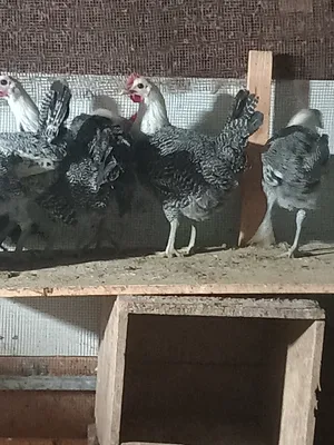 Chickens1