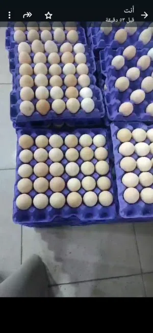 بيض بلدي متوفر
