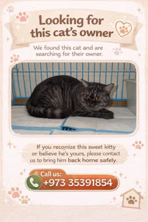 بريتيش شورت هير