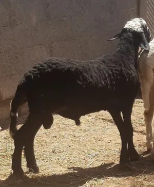 كبش مطعوم للبيع