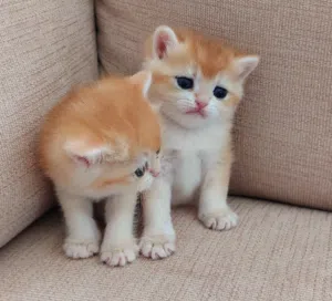 Pure British Shorthair NY12 - Top Luxury Level