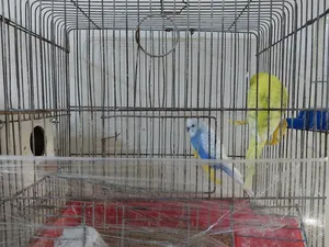 ‏طيور‏1