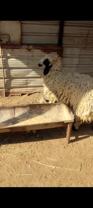 نعجه خشنه تنفع كصابه وتنفع جني