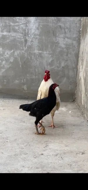 ديج ودجاجه الدجاجه متركه