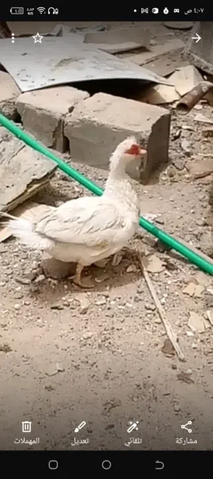 اغاني الوصف