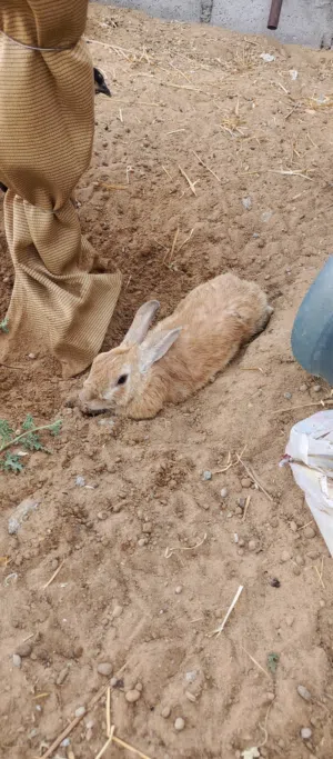ارانب للبيع ( ذكور )