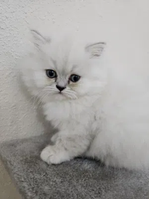 Looking for a loving home for a healthy and playful kitten!