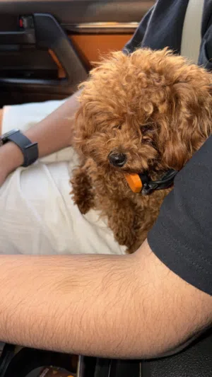Micro Poodle