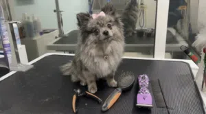 Pomeranian Teacup female
