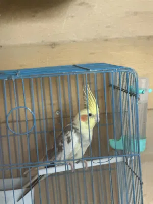 عصفور كوكتيل