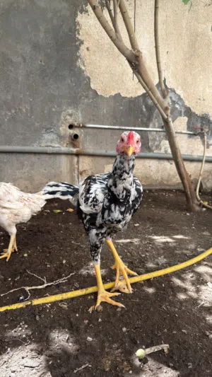 ديك باكستاني بنجابي