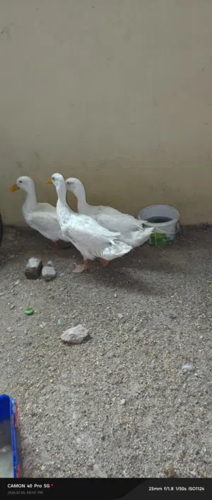 3 male ducks of around 6 months