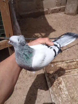 ذكر حمام تركي صفاق فاااخر