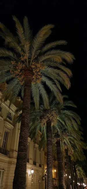 عزبة في سويحان ( سيح السمح )