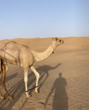 بكره فطيمه لبيع أو صقب